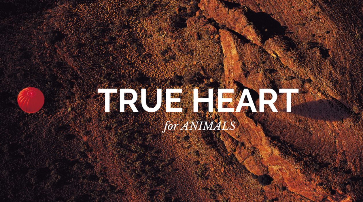 True Hearts for Animals